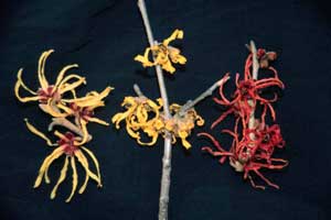 Picture closeup of Witchhazel (Hamamelis virginiana) strap-like yellow flowers.