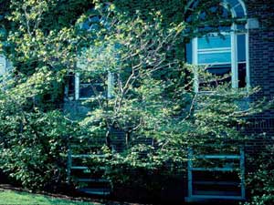 Picture of Witchhazel (Hamamelis virginiana) green shrub form.