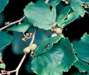 Picture closeup of Witchhazel (Hamamelis virginiana) woody capsule fruit.