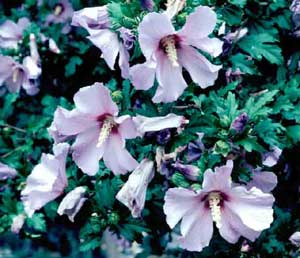 Picture closeup of Althea (Hibiscus syriacus), or Rose-of-Sharon, purple flower structure.