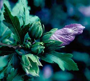 Picture closeup of Althea (Hibiscus syriacus), or Rose-of-Sharon, purple flower bud just beginning to open.