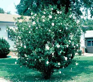 Picture of Althea (Hibiscus syriacus), or Rose-of-Sharon, shrub form with white summer flowers.
