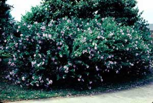 Picture of Althea (Hibiscus syriacus), or Rose-of-Sharon, shrub form with purple summer flowers.