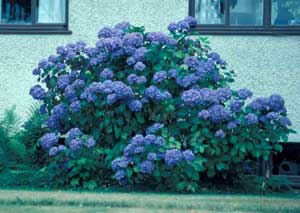 Picture of Bigleaf Hydrangea (Hydrangea macrophylla) 'Bluemop' shrub form with dark blue flowers.