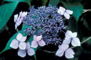 Picture closeup of Bigleaf Hydrangea (Hydrangea macrophylla) early flower structure showing bud cluster with some pink flowers opened.