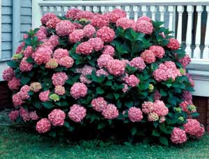 Picture of Bigleaf Hydrangea (Hydrangea macrophylla) 'Pinkmop' shrub form with purplish-pink flowers.