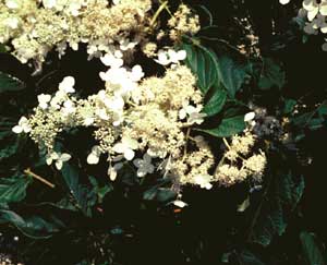Picture closeup of Panicle Hydrangea (Hydrangea paniculata) panicle with early white flowers and buds.