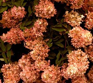 Picture of Panicle Hydrangea (Hydrangea paniculata) old flower panicles with rust colors.