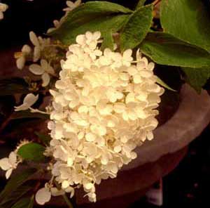Picture closeup of Panicle Hydrangea (Hydrangea paniculata) flower panicle showing white flower cluster.