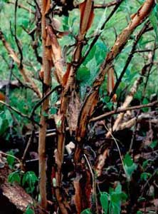 Picture closeup of Oakleaf Hydrangea (Hydrangea quercifolia) stem bark showing exfoliation.