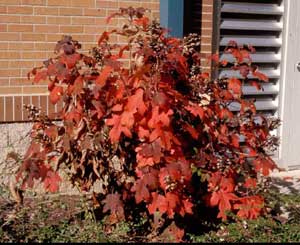 Picture of Oakleaf Hydrangea (Hydrangea quercifolia) shrub form in bright reddish maroon color.