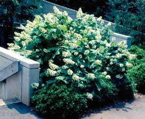 Picture of Oakleaf Hydrangea (Hydrangea quercifolia) shrub form with white flowers.
