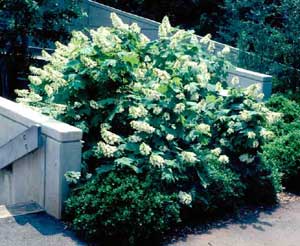 Picture of Oakleaf Hydrangea (Hydrangea quercifolia) shrub form with white flowers. Picture of Oakleaf Hydrangea (Hydrangea quercifolia) shrub form with white flowers.