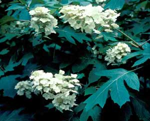 Picture closeup of Oakleaf Hydrangea (Hydrangea quercifolia) white flower structure and oakleaf structure of leaves. Picture closeup of Oakleaf Hydrangea (Hydrangea quercifolia) white flower structure and oakleaf structure of leaves.