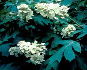 Picture closeup of Oakleaf Hydrangea (Hydrangea quercifolia) white flower structure and oakleaf structure of leaves.