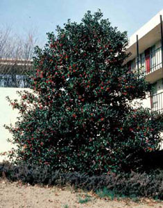 Picture of Burford Chinese Holly (Ilex cornuta 'Burfordii') shrub form with red fruit.