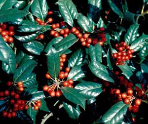 Picture closeup of Burford Chinese Holly (Ilex cornuta 'Burfordii') leaf structure and red berry-like fruit.