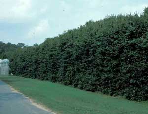 Picture of Burford Chinese Holly (Ilex cornuta 'Burfordii') large hedge row.