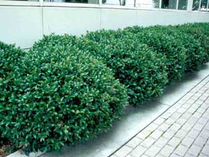 Picture of Carissa Chinese Holly (Ilex cornuta 'Carissa') shrub form in row.