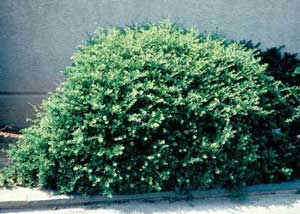 Picture of Dwarf Japanese Holly (Ilex crenata 'Compacta') shrub form.