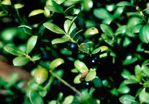 Picture closeup of Convexa Japanese Holly (Ilex crenata 'Convexa') leaves and fruit.
