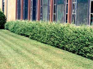 Picture of Convexa Japanese Holly (Ilex crenata 'Convexa') shrub form in hedge.