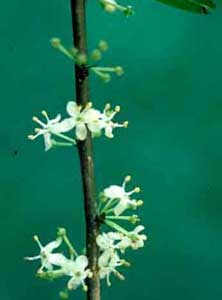 Picture closeup of Possumhaw (Ilex decidua) white flower structures on stem.