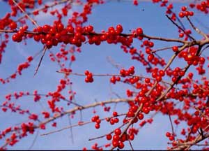 Picture closeup of Possumhaw (Ilex decidua) red-orange fruit berries on stems.