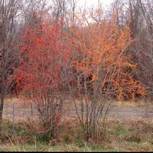 Picture of Possumhaw (Ilex decidua) shrub in winter form with red-orange fruit.