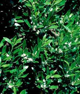 Picture closeup of Inkberry Holly (Ilex glabra) tiny white flowers and leaves.