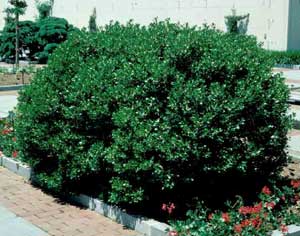 Picture of Inkberry Holly (Ilex glabra) green shrub form.