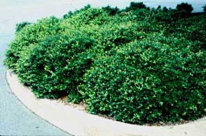 Cluster of Dwarf Yaupon Holly shrubs (Ilex vomitoria 'Nana') showing green leaves and form.