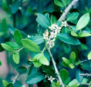 Closeup of Dwarf Yaupon Holly (Ilex vomitoria 'Nana') tiny white flower and leaf structures.