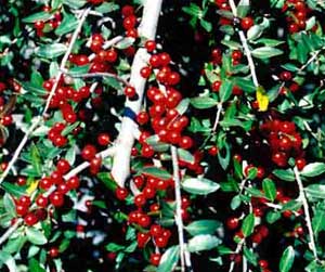 Close up of Dwarf Yaupon Holly (Ilex vomitoria 'Nana') red berry fruit.