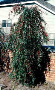 Picture of Weeping Yaupon Holly (Ilex vomitoria 'Pendula') shrub form showing "weeping" droop of branches.