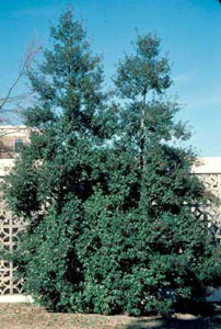 Picture of Foster Holly (Ilex x attenuata Fosteri') shrub form.