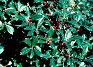 Picture closeup of Foster Holly (Ilex x attenuata Fosteri') spiny leaves and red berry fruit.