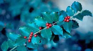 Picture closeup of Blue Holly (Ilex x meserveae) 'Blue Maid' bluish leaf structure and red berry fruit.