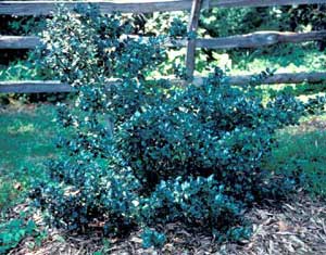 Picture of Blue Holly (Ilex x meserveae) bluish-green shrub form.