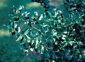 Picture closeup of Blue Holly (Ilex x meserveae) leaves.