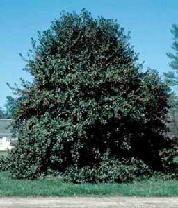 Picture of Nellie Stevens Holly (Ilex x 'Nellie R. Stevens') shrub form.