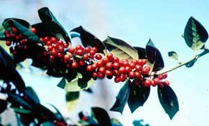 Picture closeup of Nellie Stevens Holly (Ilex x 'Nellie R. Stevens') red berry fruit and leaves.