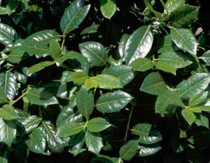 Picture closeup of Nellie Stevens Holly (Ilex x 'Nellie R. Stevens') leaf structure.