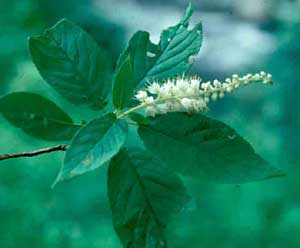 Picture closeup of Virginia Sweetspire (itea virginica) white flower structure and leave structure.