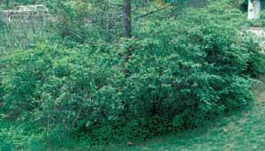 Picture of Virginia Sweetspire (itea virginica) green shrub form.