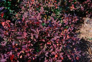 Picture of Virginia Sweetspire (itea virginica) shrub form in deep maroon fall color.