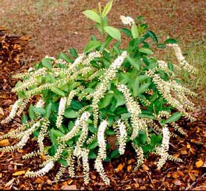 Picture of Virginia Sweetspire (itea virginica) form with white flowers.