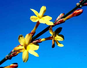Picture closeup of Winter Jasmine (Jasminum nudiflorum) yellow flowers on stem.