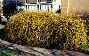 Picture of Winter Jasmine (Jasminum nudiflorum) shrub form with winter yellow flowers.