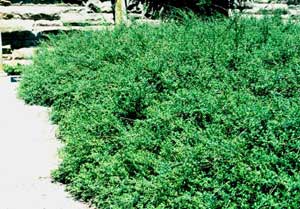 Picture of Winter Jasmine (Jasminum nudiflorum) shrub form - several shrubs in landscape setting.